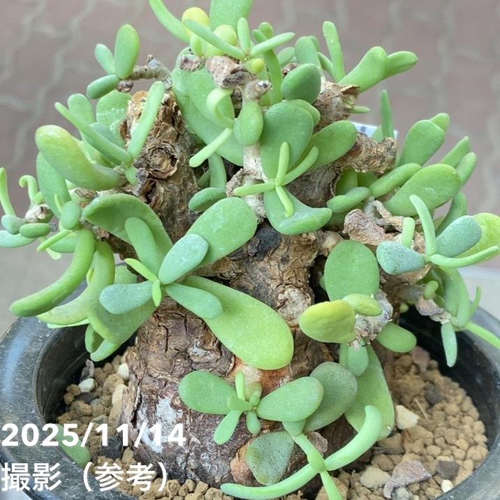 現品お届け】ケラリア ピグマエア Ceraria pygmaea 3.5号（SA6）｜観葉