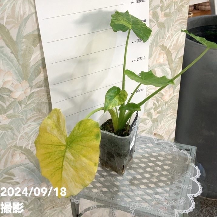 現品お届け】アロカシア オーレアバリエガータ グリーンベルベット