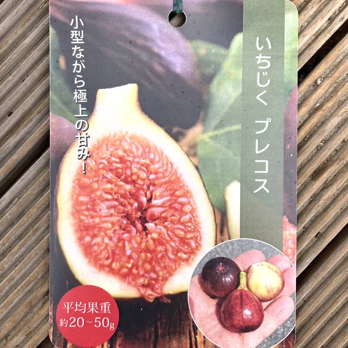 イチジク プレコス 4号ロングポット｜果樹04-PA | 果樹,イチジク
