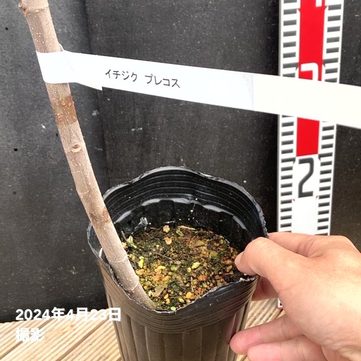 イチジク プレコス 4号ロングポット｜果樹04-PA | 果樹,イチジク