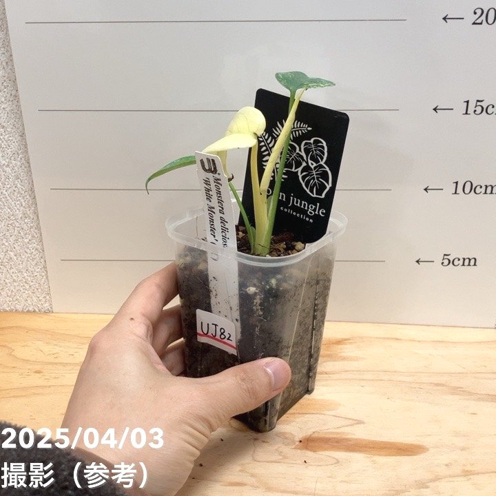 現品お届け】モンステラ デリシオーサ ホワイトモンスター 3号ロング