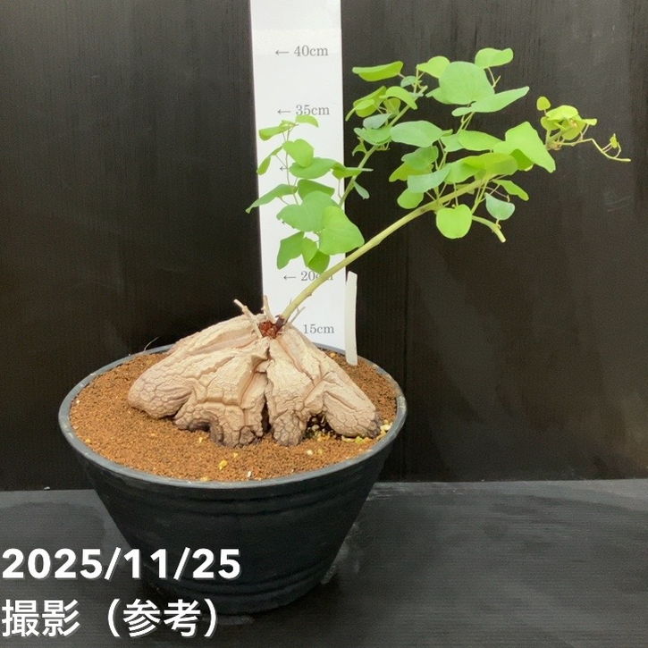 現品お届け】アフリカ亀甲竜 9号｜観葉10-TU | 観葉・多肉 | 赤塚