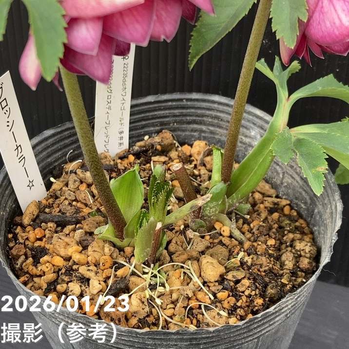 一点物】加藤農園 クリスマスローズ グロッシーカラー 4.5号（KT42