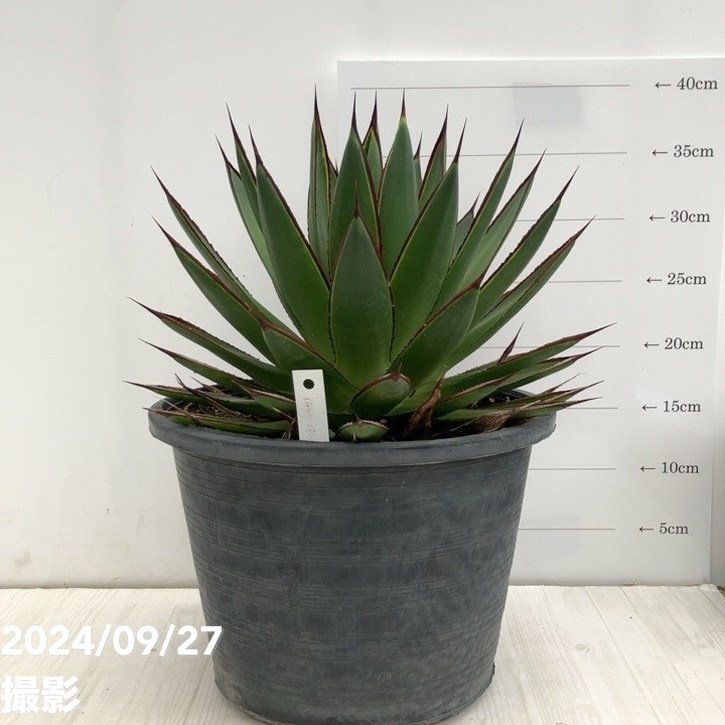 現品お届け】アガベ 8号 グリーングロー（A48）｜観葉01-D1 | 観葉