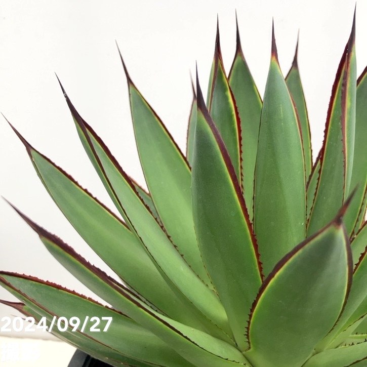 現品お届け】アガベ 8号 グリーングロー（A48）｜観葉01-D1 | 観葉