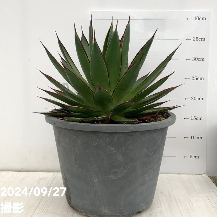 現品お届け】アガベ 8号 グリーングロー（A49）｜観葉01-D1 | 観葉