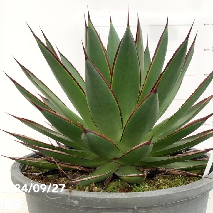 現品お届け】アガベ 8号 グリーングロー（A49）｜観葉01-D1 | 観葉
