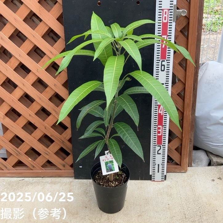 マンゴーの木 玉文（ギョクブン）5.5号｜果樹04-PA | 果樹 | 赤塚