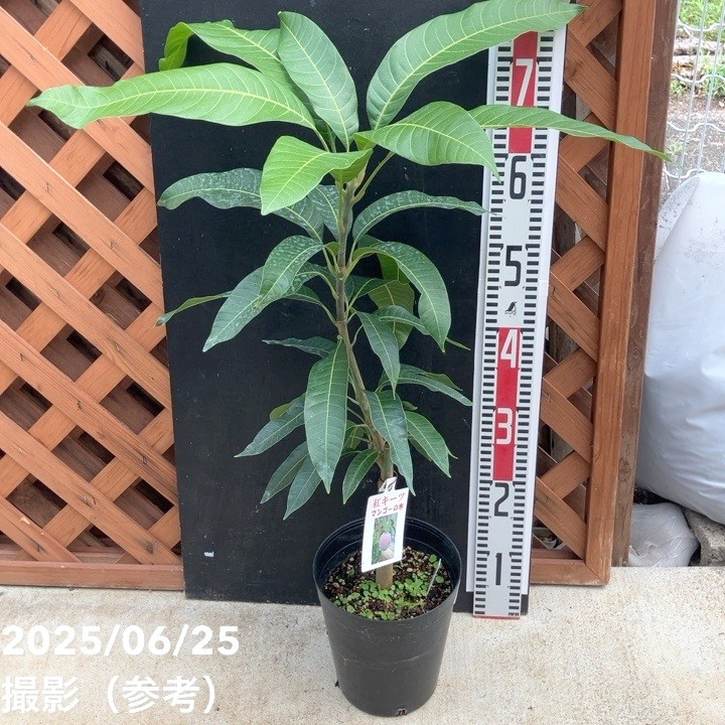 マンゴーの木 紅キーツ 5.5号｜果樹04-PA | 果樹 | 赤塚植物園