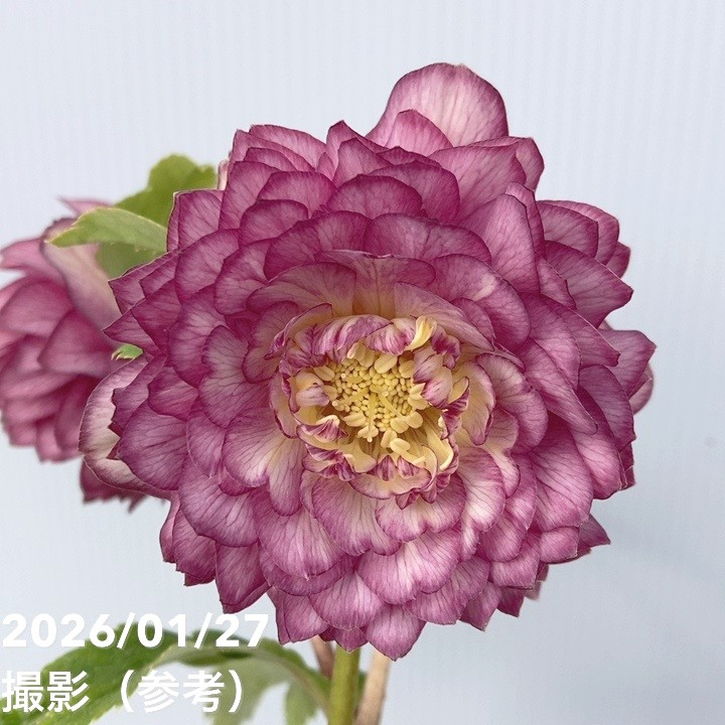 一点物】加藤農園 多弁系ゴールドクリスマスローズ ディオーネ 4.5号