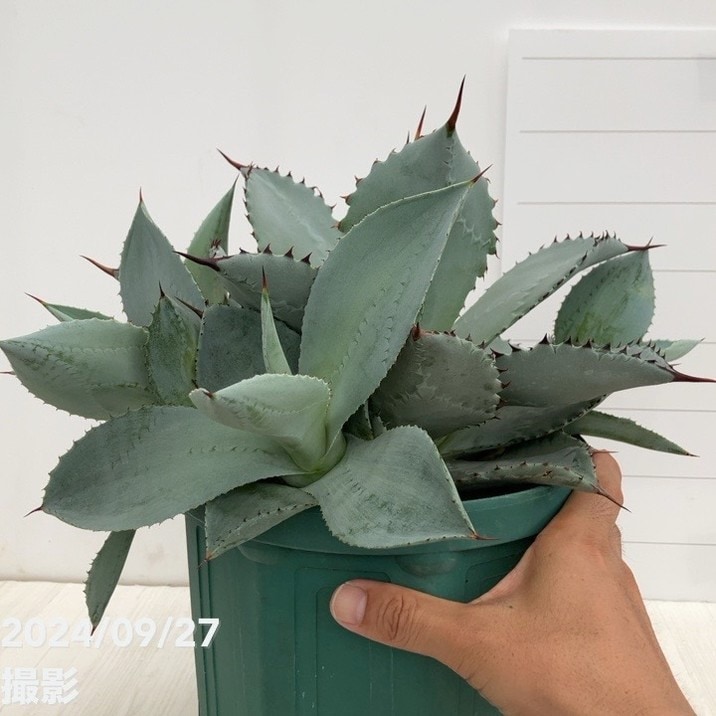 現品お届け】アガベ 7号 ブルーウェーブ Blue Wave（子株付き