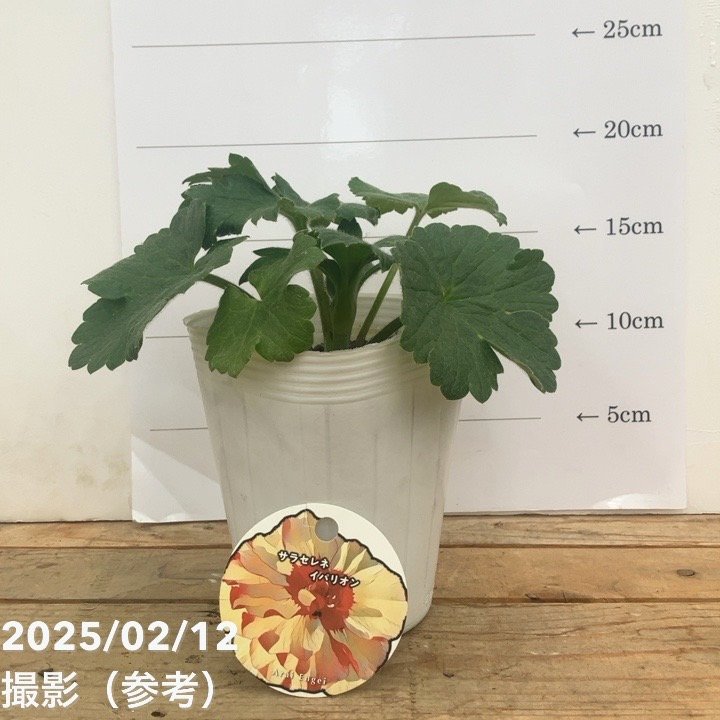 お買い得】ラナンキュラス ランドセルシリーズ 4号 サラセレネ