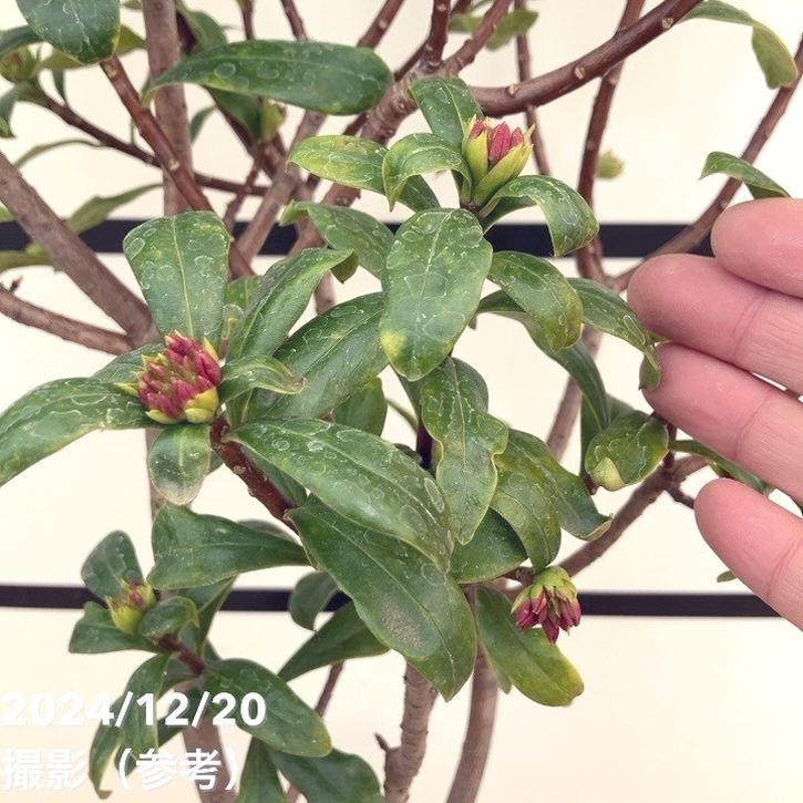 沈丁花 ジンチョウゲ 赤 6号大株｜花木10-TU | 花木・庭木 | 赤塚