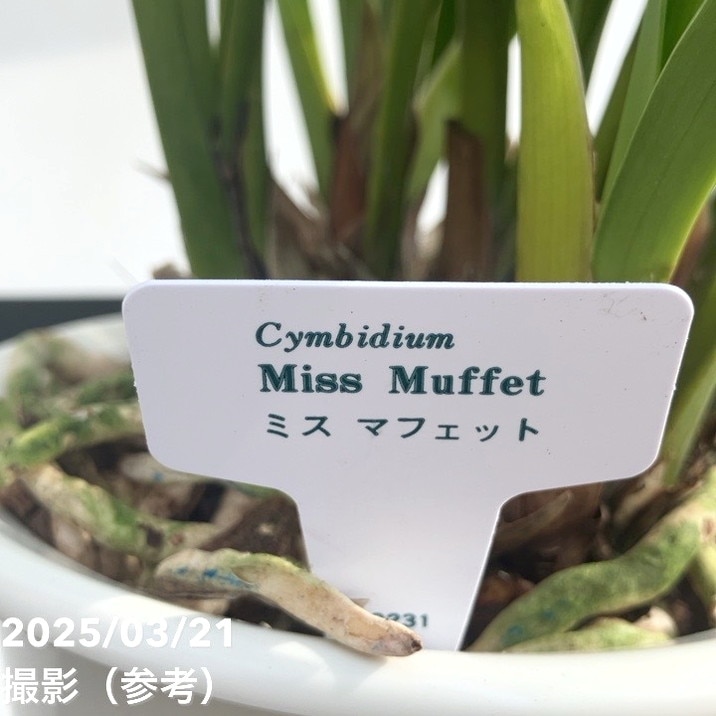花芽3個＞ミスマフェット 5号ロングプラ鉢｜ミツバチ蘭｜洋蘭10-TU