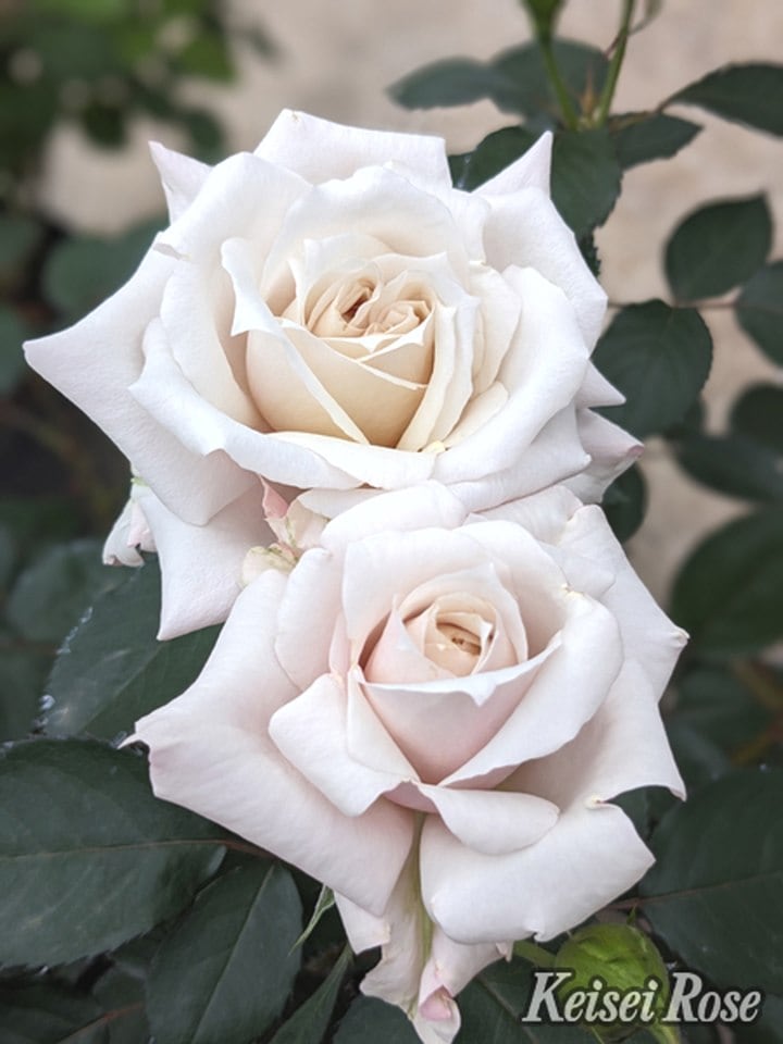 バラ大苗 希成（きなり） 7号 京成バラ園芸｜花木04-PA | 花木・庭木