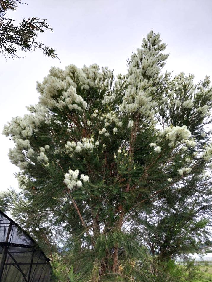 メラレウカ メディカルティーツリー 5号 ※お届けに10日程度かかる場合