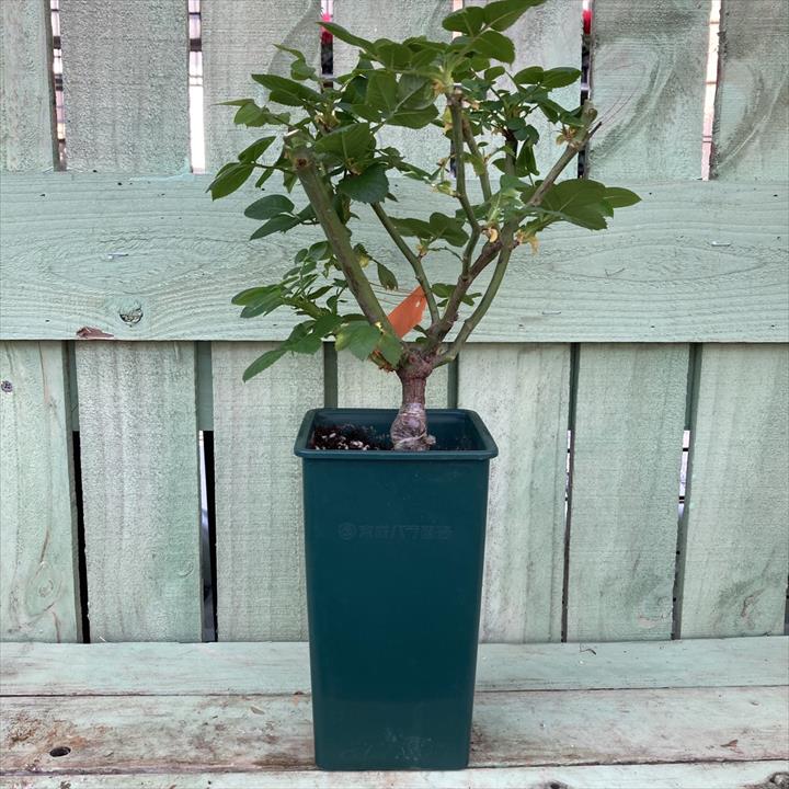 NEW】バラ大苗 ドルンブルガー シュロスローズ 4.5号ロングポット 京成