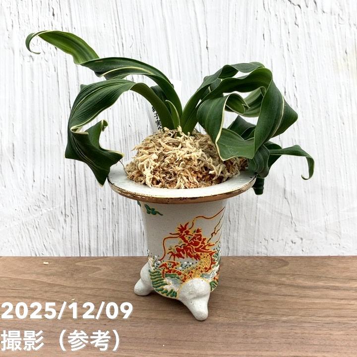 現品お届け】豊明園 万年青 オモト 海龍獅子実生（かいりゅうじし） 龍