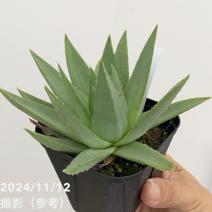 アロエ ポリフィラ Aloe polyphylla 3.5号｜観葉10-TU | □キーワード