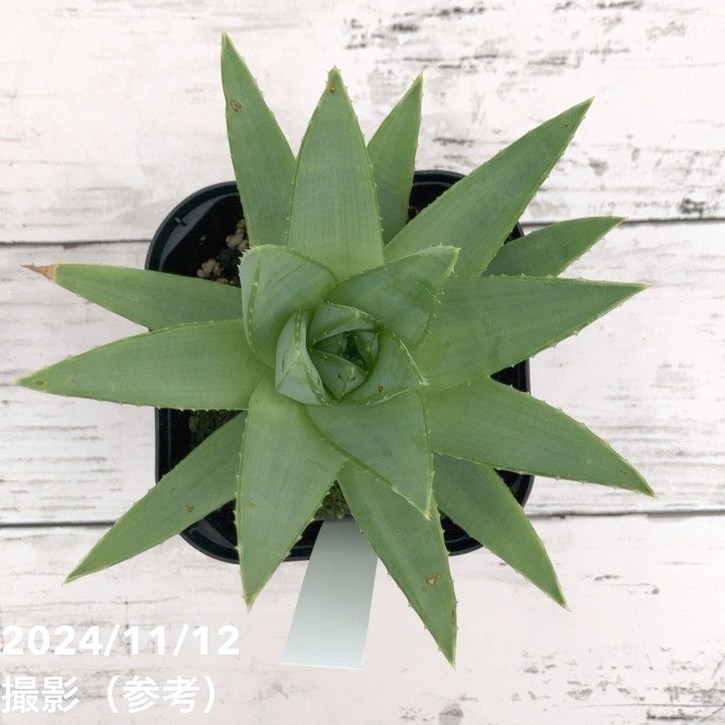 アロエ ポリフィラ Aloe polyphylla 3.5号｜観葉10-TU | □キーワード