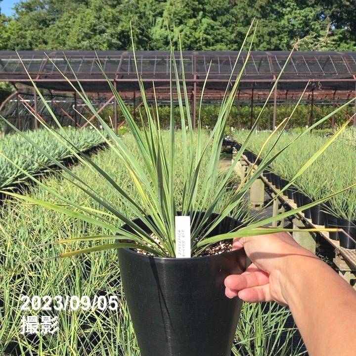 ユッカ 6号 ロストラータ サファイアスカイズ（Yucca rostrata
