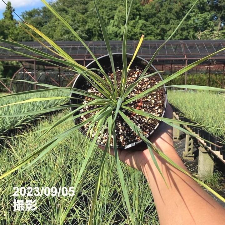 ユッカ 6号 ロストラータ サファイアスカイズ（Yucca rostrata