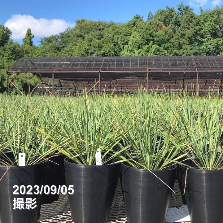 ユッカ 6号 ロストラータ サファイアスカイズ（Yucca rostrata