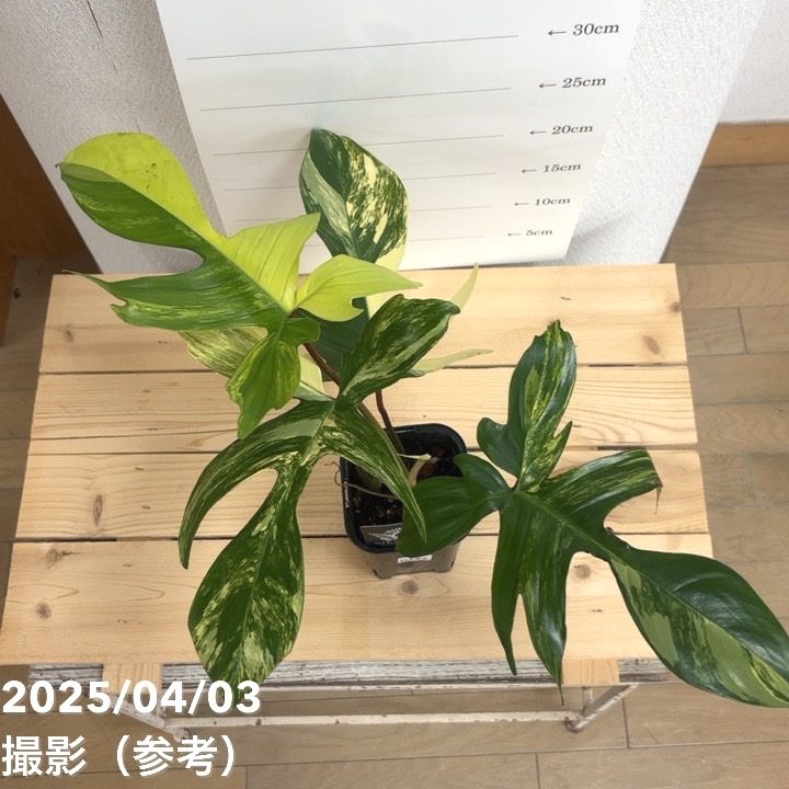 現品お届け】フィロデンドロン フロリダビューティー 3.5号ロング