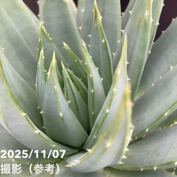 現品お届け】アロエ ポリフィラ Aloe polyphylla 7号（1）｜観葉10-TU