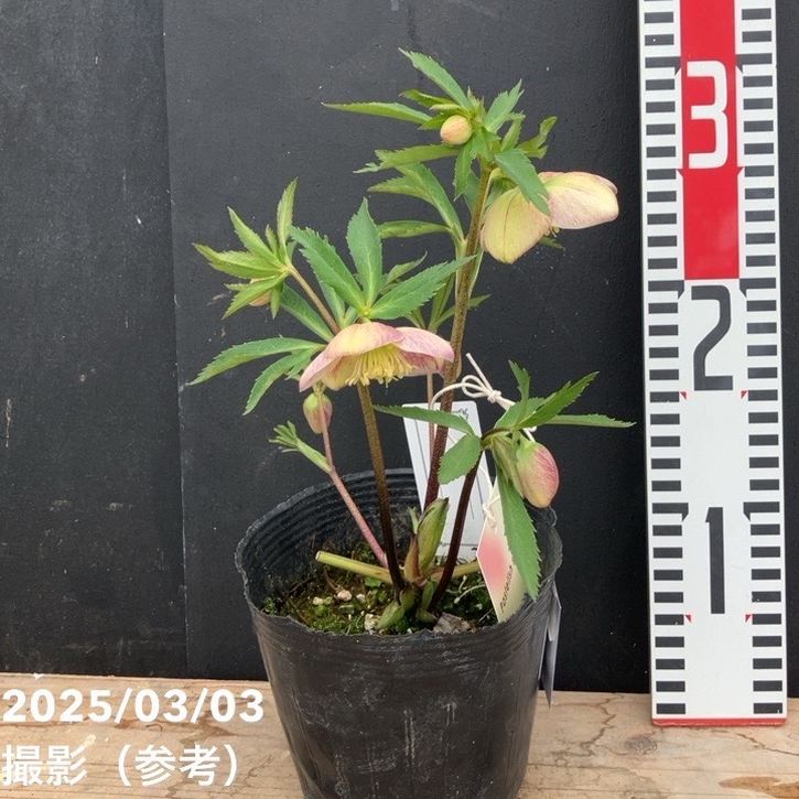 一点物】大和園 クリスマスローズ パステリッシュトレイン 4.5号（YA1