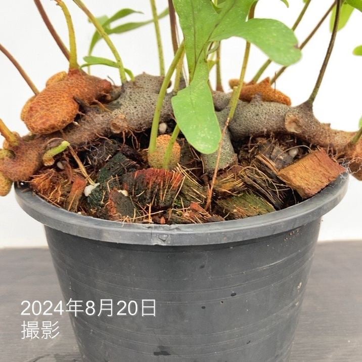 アリ植物 レカノプテリス Lecanopteris 4.5号｜観葉01-D1 | 観葉・多肉
