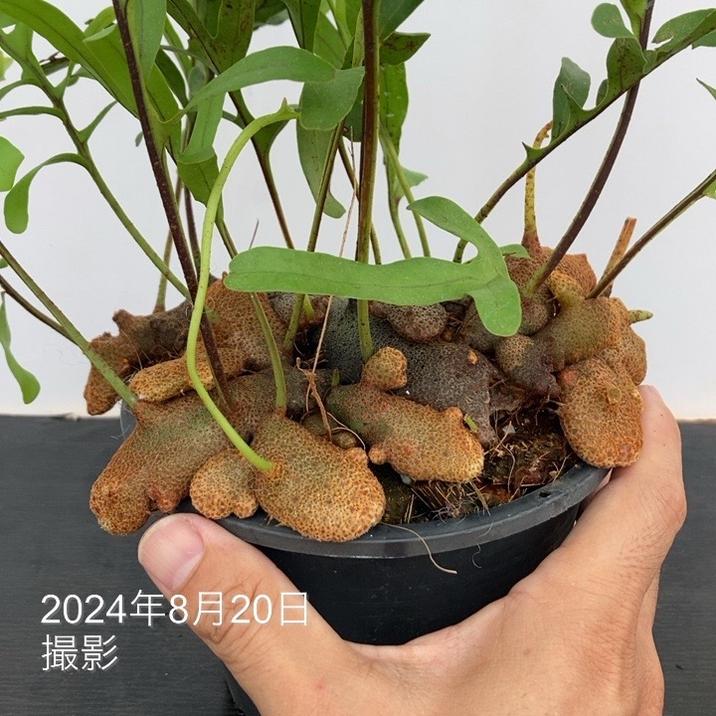 アリ植物 レカノプテリス Lecanopteris 4.5号｜観葉01-D1 | 観葉・多肉