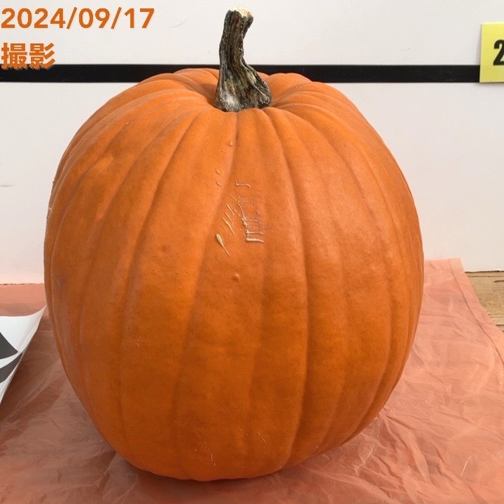 北海道産 ハロウィンかぼちゃ 直径約25cm｜雑貨10-TU | インテリア