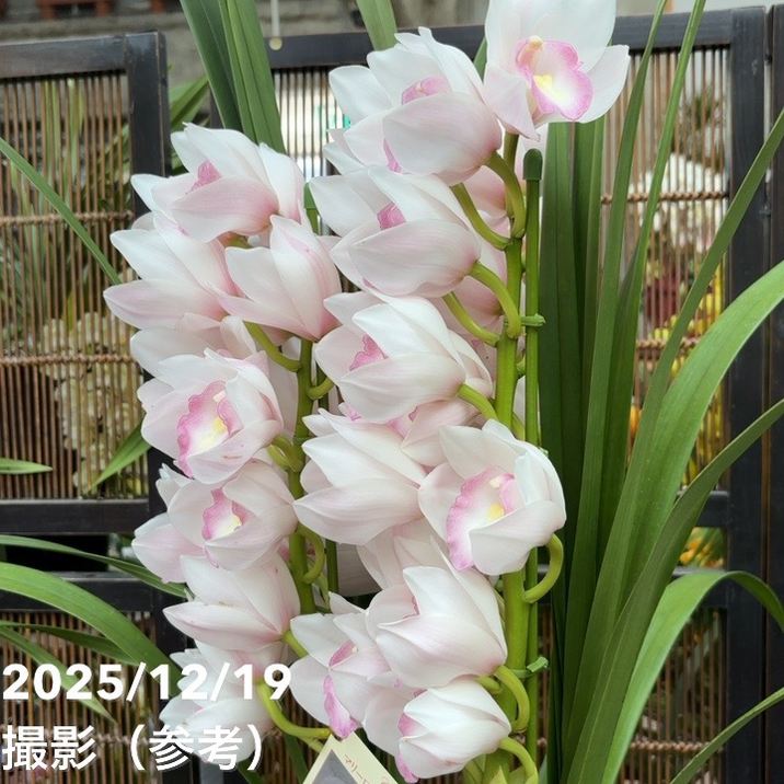 シンビジューム 8号 陶器鉢 3本立 マリーローランサン｜s200｜洋蘭04