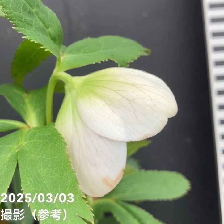 一点物】大和園 クリスマスローズ オリジナル交配種 4.5号（YA3