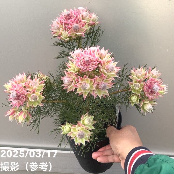 セルリア セルリア プリティインピンク（プリティピンク） 5号｜花木04