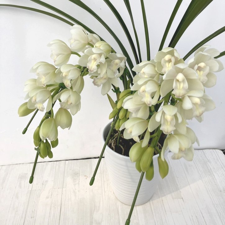 テーブルシンビジューム 白系 3本立アーチ 5号 ※お届けに10日程度