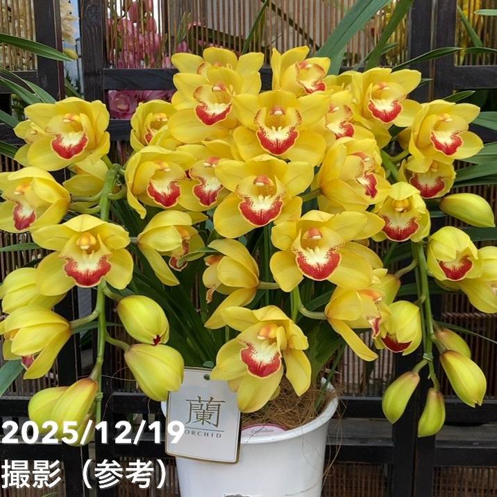 シンビジューム アーチ 7号陶器鉢 3本立 ツクモフェース ファラオ