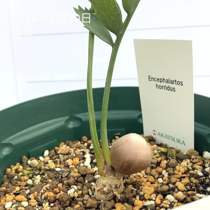 南アフリカ産】エンセファラルトス・ホリダス 【公式通販】