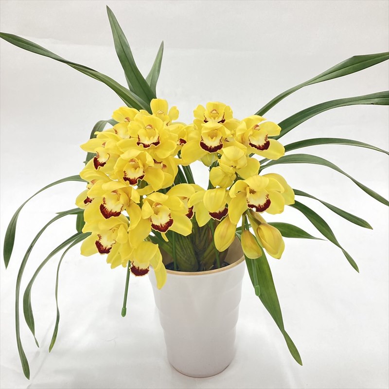 テーブルシンビジューム 黄色系 2本立アーチ 5号 ※お届けに10日程度