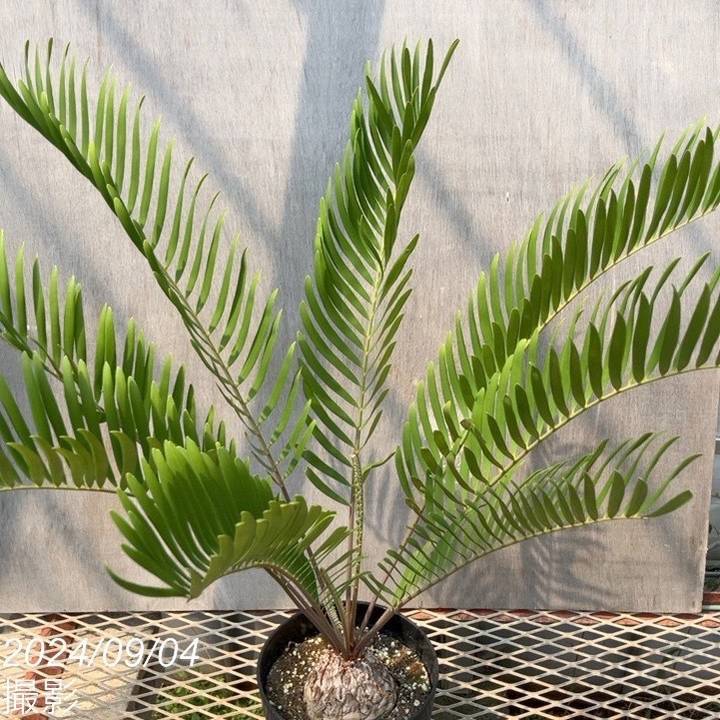 ザミア フロリダーナ（メキシコソテツ）6号黒プラ鉢 ｜観葉01-D1