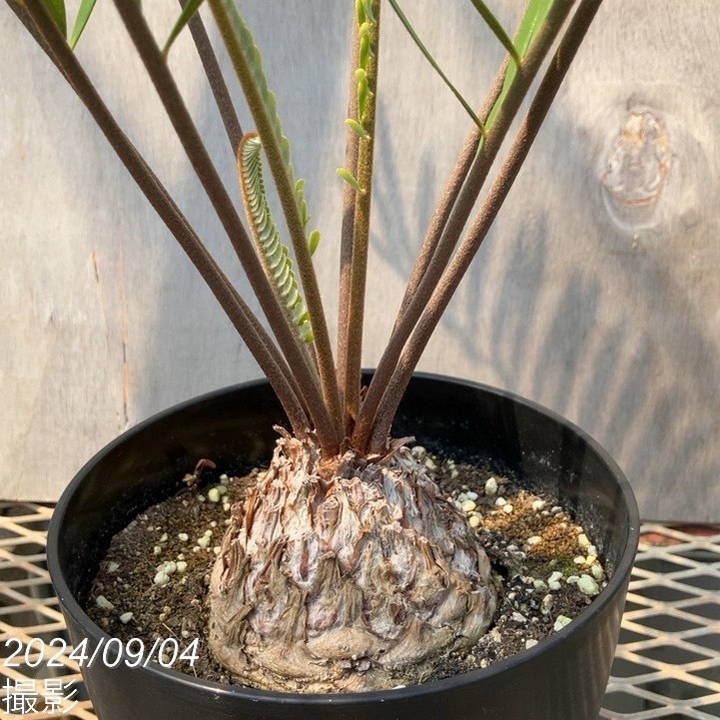 ザミア フロリダーナ（メキシコソテツ）6号黒プラ鉢 ｜観葉01-D1