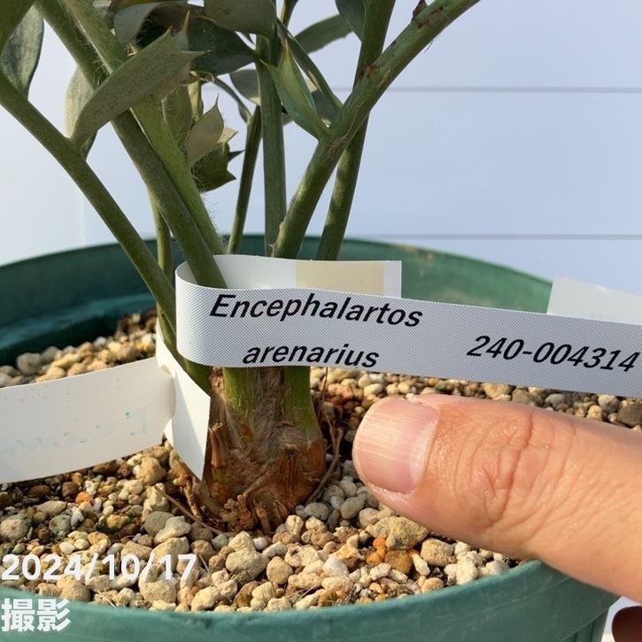 激レア！現品お届け】エンセファラルトス アレナリウス（Enephalartos