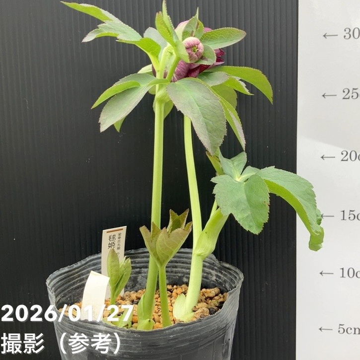 お買い得一点物咲き進み株】加藤農園 愛幸花丸姫 クリスマスローズ 毬