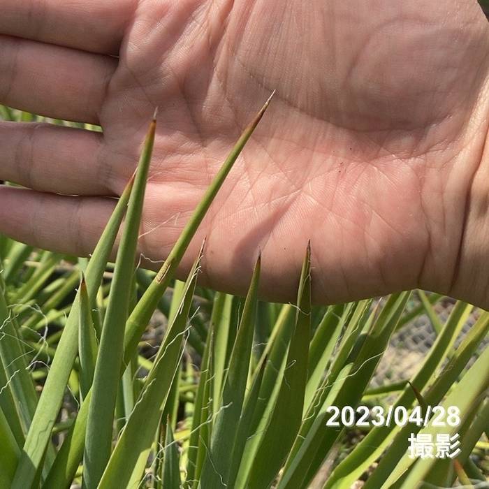 ユッカ 7号 フィラメントーサ（Yucca flamentosa）イトラン｜花木01-D1