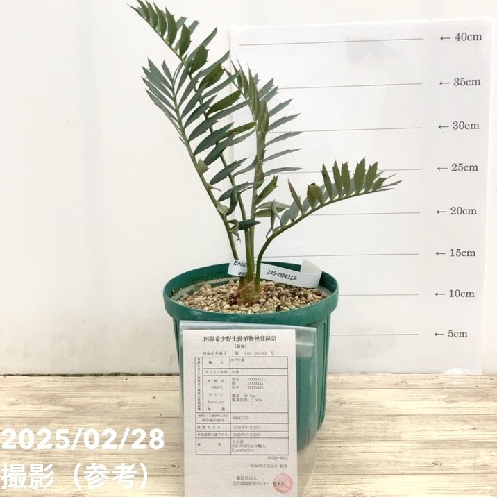 激レア！現品お届け】エンセファラルトス アレナリウス（Enephalartos