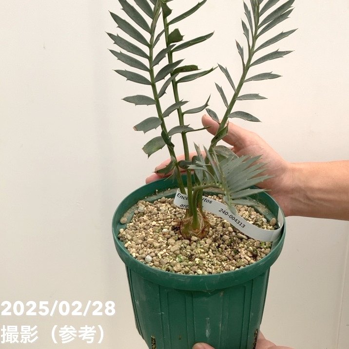 激レア！現品お届け】エンセファラルトス アレナリウス（Enephalartos