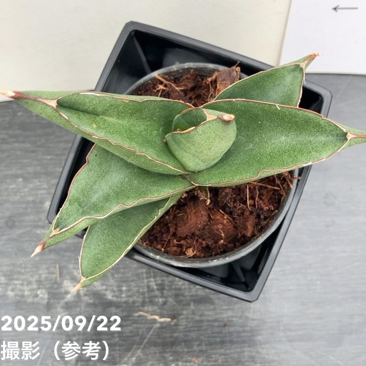 サンスベリア 3.5号角鉢 ノアズアーク Noah's ark ポット投げ込み仕様