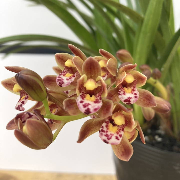 キンリョウヘン花芽付き2鉢 日本蜜蜂の蜜蝋サービス付き 花芽付き