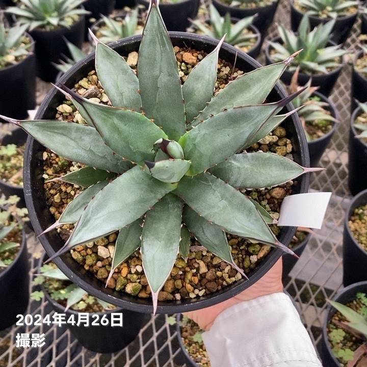 アガベ 5号 リトルシャーク Little Shark｜観葉01-D1 | 観葉・多肉